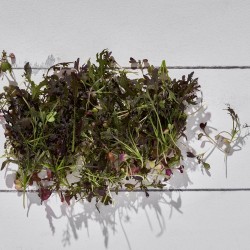 Mikrofiliz Hardal Kırmızı Kıvırcık (12 gr/Pkt) 1 Paket Mikrofiliz Hardal Kırmızı Kıvırcık (12 gr/Pkt) 1 Paket