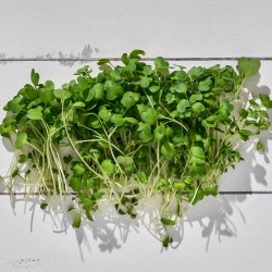 Mikrofiliz Karalahana 1 Paket 30 gr