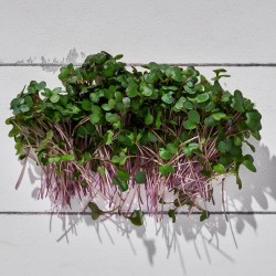 Mikrofiliz Lahana Mor 1 Paket 30 gr