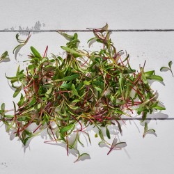 Mikrofiliz Pazı Gökkuşağı 1 Paket 6 gr