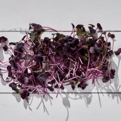 Mikrofiliz Turp Rambo 1 Paket 30 gr