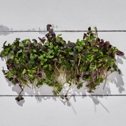 Mikrofiliz Reyhan 1 Paket 15 gr