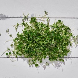 Mikrofiliz Roka 1 Paket 12 gr