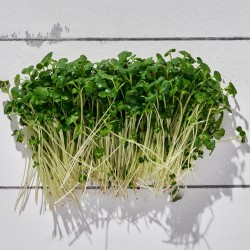 Mikrofiliz Şalgam 1 Paket 40 gr