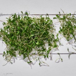 Mikrofiliz Tere 1 paket 13 gr