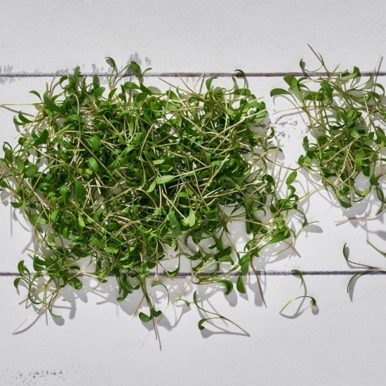 Mikrofiliz Tere 1 paket 13 gr