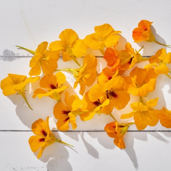 Çiçek Yenilebilir Latin 20 Adet 1 Paket