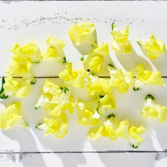 Çiçek Yenilebilir Aslan Ağzı Sarı 20 adet 1 Paket