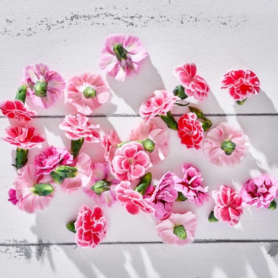 Çiçek Yenilebilir Karanfil Pembe Alacalı 20 Adet 1 Paket