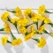 Çiçek Yenilebilir Aynısefa Sarı 20 Adet 1 Paket