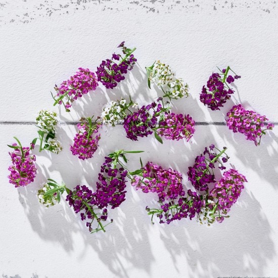 Çiçek Yenilebilir Alyssum Karışık 20 Adet 1 Paket