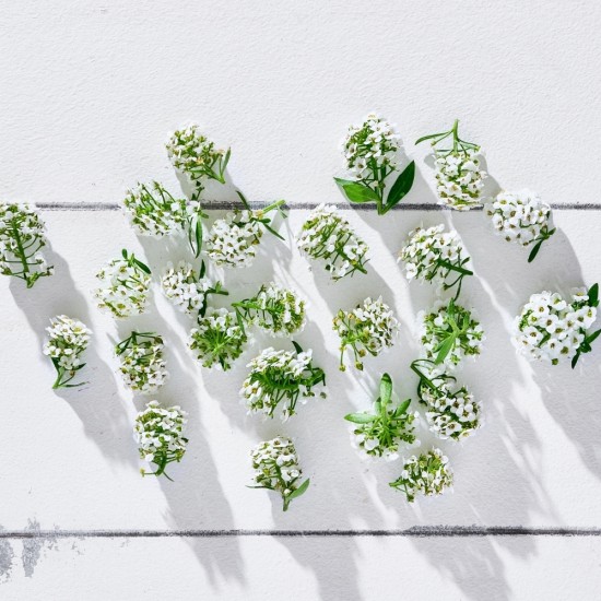 Çiçek Yenilebilir Alyssum Beyaz 20 Adet 1 Paket