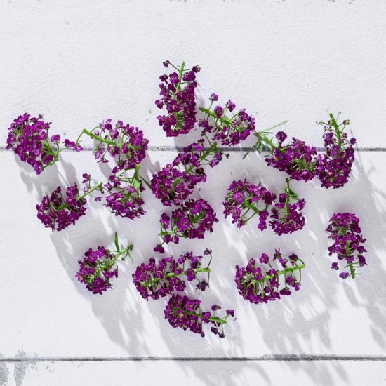 Çiçek Yenilebilir Alyssum Mor 20 Adet 1 Paket