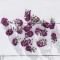 Çiçek Yenilebilir Alyssum Mor 20 Adet 1 Paket