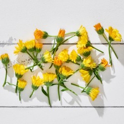 Çiçek Yenilebilir Aynısefa Karışık 20 Adet 1 Paket