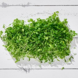 Mikrofiliz Chervil 1 Paket