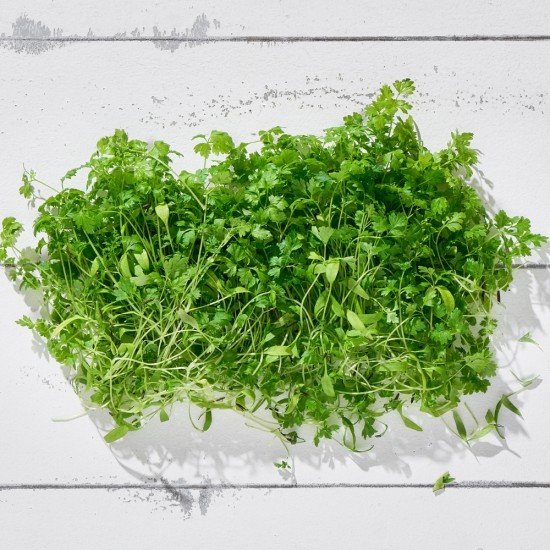 Mikrofiliz Chervil 1 Paket