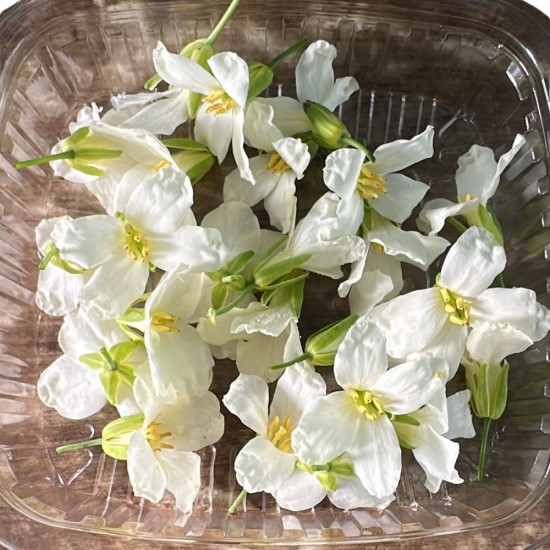 Çiçek Yenilebilir Çin Brokolini 20 Adet 1 Paket