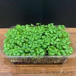 Mikrofiliz Tepsi Koyu Mor Reyhan Dark Opal (30 ±5 g)