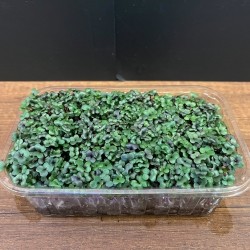 Mikrofiliz Tepsi Mor Lahana (60 ±5 g)