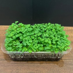 Mikrofiliz Tepsi Roka (30 ±5 g)