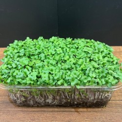 Mikrofiliz Tepsi Brokoli (45 ±5 g)