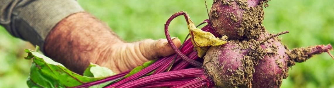 Neden Damlıca Çiftliği?